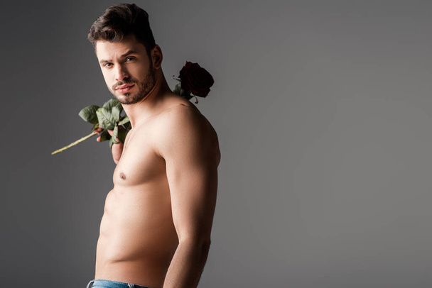 sexy bearded shirtless macho in jeans holding rose flower on grey - Foto, afbeelding