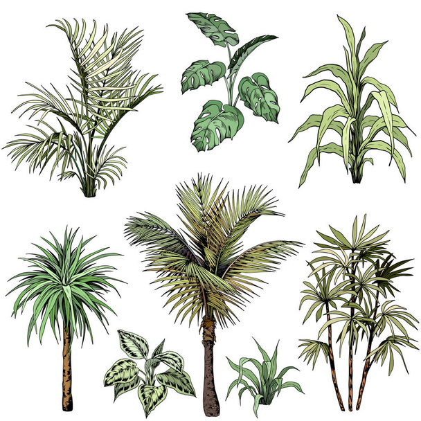 Set of different tropical palm leaves and trees. - Vector, imagen