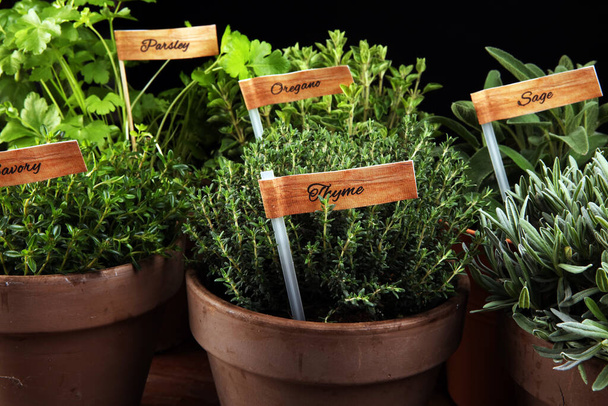 Homegrown and aromatic herbs in old clay pots. Set of culinary herbs. Green growing sage, oregano, thyme, savory, mint and oregano with labels - Photo, Image