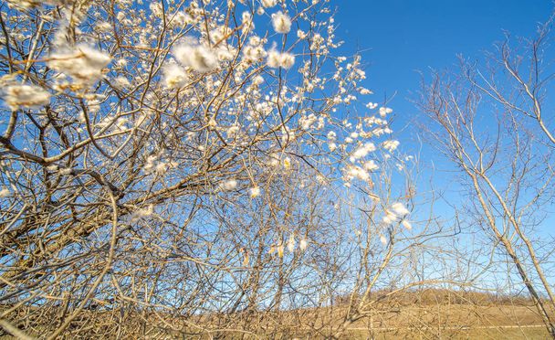 Salix pentandra, затока верба, Англійська назва походить від схожості листя з листям бухти лавра; інші загальні назви включають в себе затоплену вербу і лаврову вербу.. - Фото, зображення