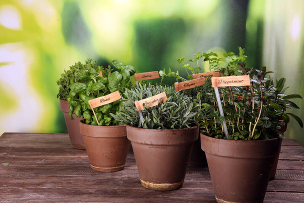 Homegrown and aromatic herbs in old clay pots. Set of culinary herbs. Green growing sage, oregano, thyme, savory, mint and oregano with labels - Foto, afbeelding