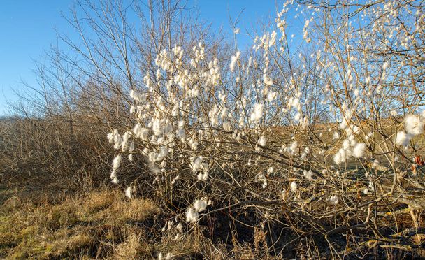 Salix pentandra, the bay willow, The English name derives from the resemblance of the leaves to those of the bay laurel; other common names include bay-leaved willow and laurel willow. - 写真・画像