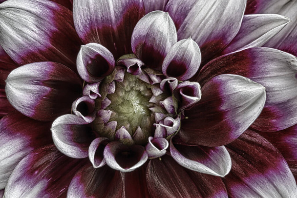 close up of a purple flower - Fotografie, Obrázek