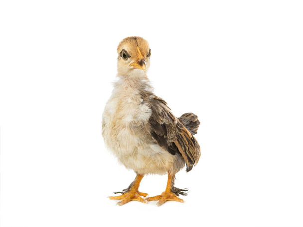 Monthly chick isolated on a white background. - Foto, Imagem