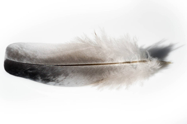 Pluma, pluma, plumín, pluma, hoja, estilo de un pájaro - Foto, imagen