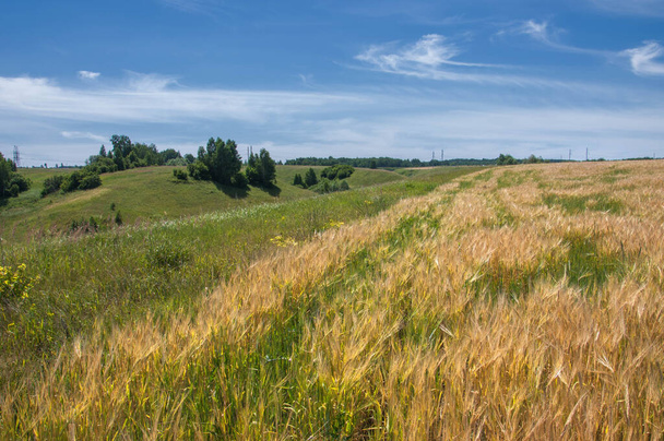Летняя фотография. Пшеничное поле, зерновое растение, которое является важнейшим видом, выращиваемым в умеренных странах, зерно которого измельчается для производства муки на хлеб, макаронные изделия, кондитерские изделия
 - Фото, изображение
