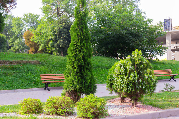 Belle ruelle de thuja, arbres, buissons et herbe dans le parc
. - Photo, image