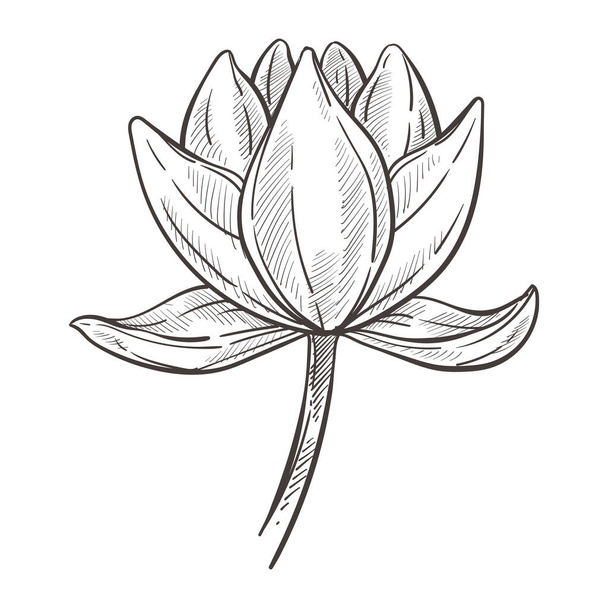Magnolia plant, bud on stem and leaves isolated sketches vector. Flower blossom, botany and floristry, cultivation and growing, garden or wild species. Hand drawn nature and flora element, blooming - Вектор,изображение