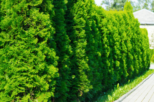 Thuja at the road in the summer. Decorative Thuya. - Photo, image