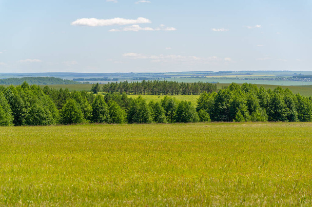 zomerlandschap, weilanden met gemaaide voedergewassen, gemaaide alfalfa - Foto, afbeelding
