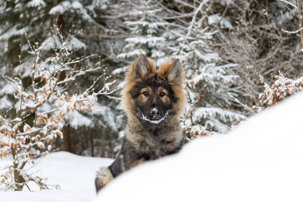 dog in winter forest - Valokuva, kuva