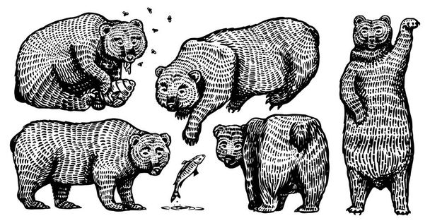 Urso Grizzly preparado. Coleção de caça Brown animais selvagens em diferentes poses. Desenho à mão gravado esboço antigo para t-shirt, tatuagem ou etiqueta ou cartaz. Vista lateral e frontal. Ilustração vetorial
. - Vetor, Imagem