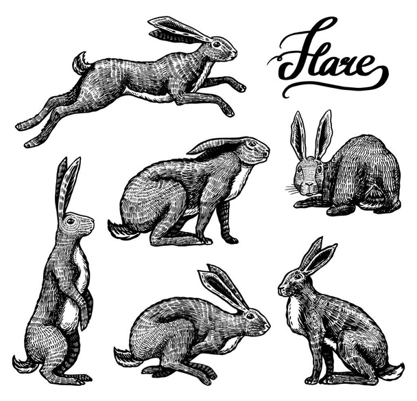 Дикие зайцы готовы. Кролики сидят и прыгают. Коллекция лесного кролика или кони. Ручной рисунок старого эскиза для футболки, татуировки или этикетки или плаката. Векторная иллюстрация
. - Вектор,изображение