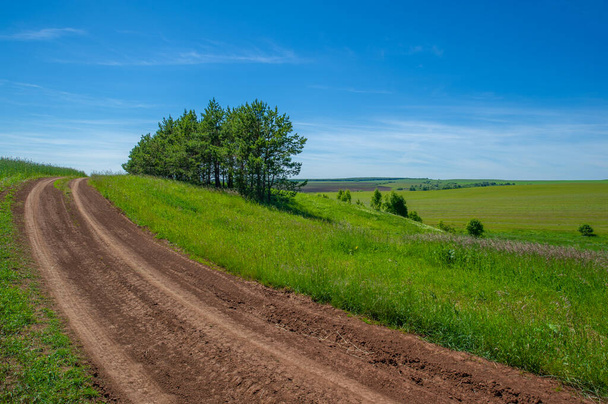 zomerlandschap, onverharde weg van zwarte grond, blauwe wolkenloze lucht, groene tarwe, een wandeling langs het Europese deel van de aarde - Foto, afbeelding