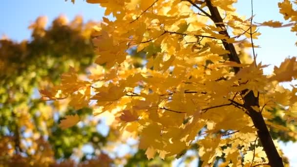 Vítr houpe žluté listy javoru na větvích v parku na podzim. - Záběry, video