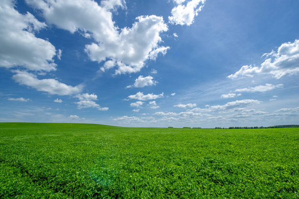 Paisaje de verano, cultivos forrajeros de trébol verde de alfalfa en campos cultivados, plantas mecedoras en el viento - Foto, imagen
