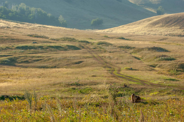 Sommerlandschaft mit tierischem Murmeltier, einem stark gebauten, geselligen, grabenden Nagetier aus Eurasien und Nordamerika, das typischerweise im Gebirge lebt. - Foto, Bild