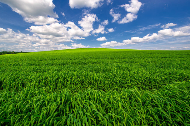 Summer landscape, Green wheat cereal crops growing in cultivated field, plants swaying in the wind - Photo, Image