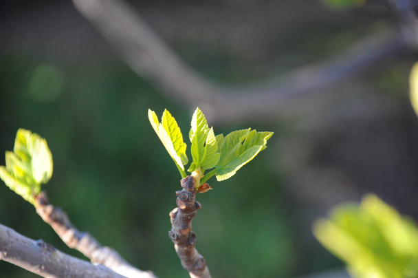 fig leaves, tree foliage, green flora - Фото, зображення