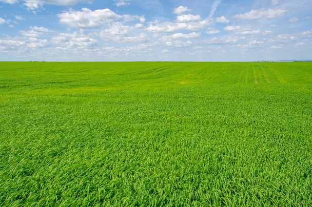 Krajobraz letni, uprawy zbóż zielonych rosnące na polach uprawnych, rośliny kołyszące się na wietrze - Zdjęcie, obraz