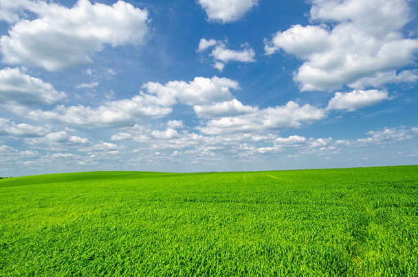 Nyári táj, termesztett területen termesztett zöld búza gabonatermés, szélben lengő növények - Fotó, kép