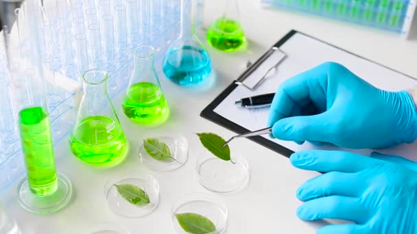Növények laboratóriumi vizsgálata és genetikai módosítása modern laboratóriumban. - Felvétel, videó