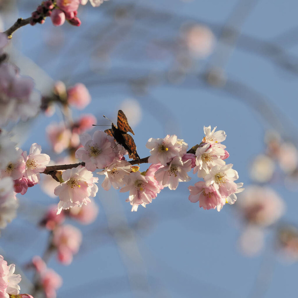 spring cherry flowers bloom - Foto, Imagen