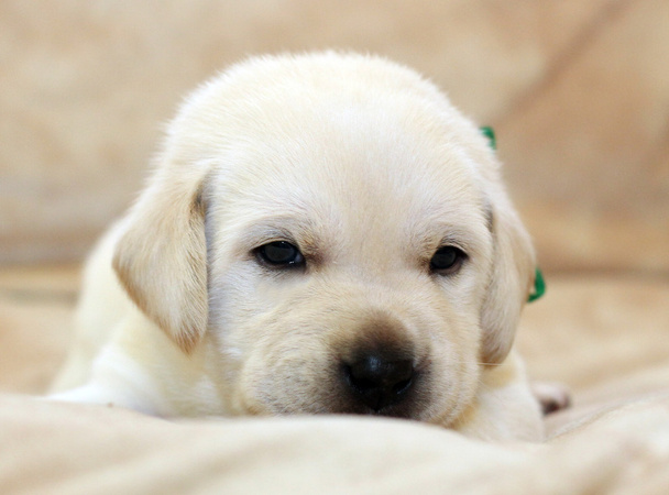 dolce giallo labrador cucciolo ritratto
 - Foto, immagini