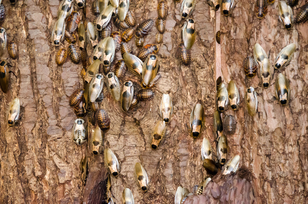 Тараканы на коре дерева
 - Фото, изображение