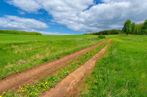 Voorjaarsfotografie, lokale weg, graanzaailingen in een groen vreugdevol veld, graan gebruikt voor voedsel, bijvoorbeeld tarwe, haver of maïs. blauwe lucht in witte pluizige wolken - Foto, afbeelding