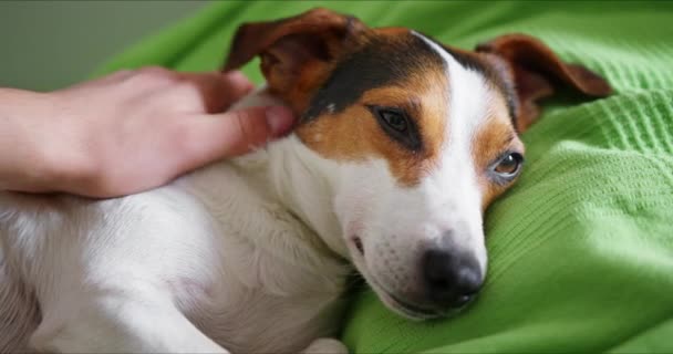 Jack Russell Terrier leží na své pánské posteli - Záběry, video