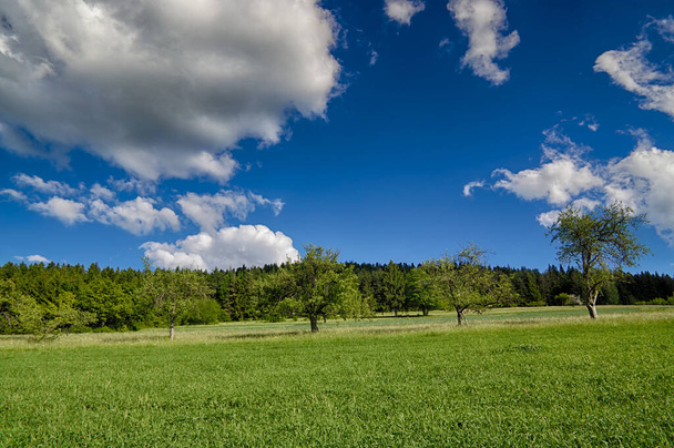 Landscape with fresh greenery. - Foto, afbeelding
