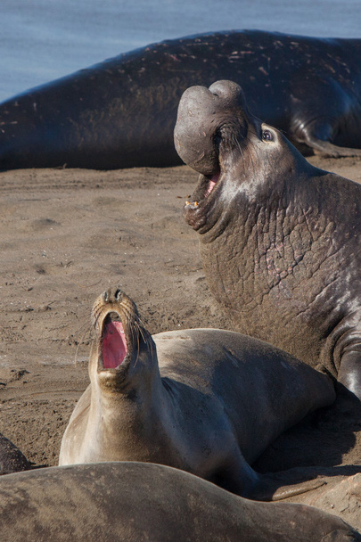Les phoques éléphants se battent
 - Photo, image