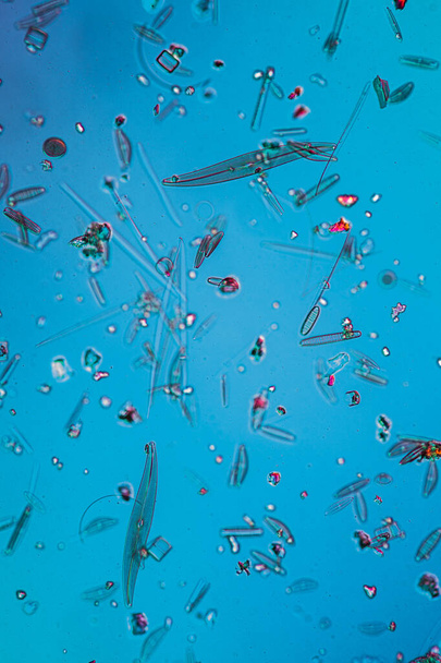 Su damlalarında mikroskobik diatomlar - Fotoğraf, Görsel