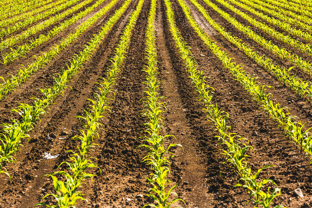 Organik olarak yetiştirilen mısır, mısır yetiştiriciliğini betimleyen bir tarlada. Ekili alan, desen sürülmüş satırlar - Fotoğraf, Görsel