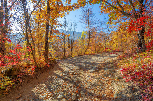 Fotók a Krím-félszigetről ősszel, bükk gyertyán erdő. 650-700 m magasságban nő, a sziklás tölgy erdőket bükk és gyertyán váltja fel. talaj- és vízvédelem - Fotó, kép