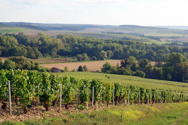 vinice poblíž auxerre Burgundsko Francie, vinice Chablis - Fotografie, Obrázek