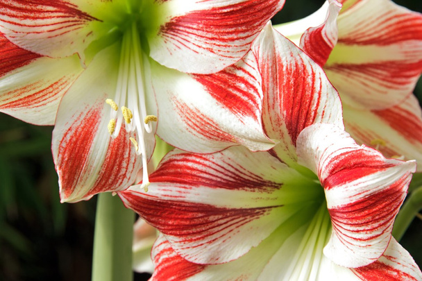 O pistilo de Amaryllis, no coração da flor
 - Foto, Imagem