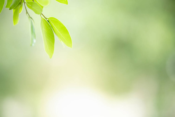 Закрыть красивый вид на природу зеленый лист на размытом зеленом фоне под солнечным светом с боке и скопировать пространство, используя в качестве фона природные растения ландшафт, экологическая концепция обоев
. - Фото, изображение