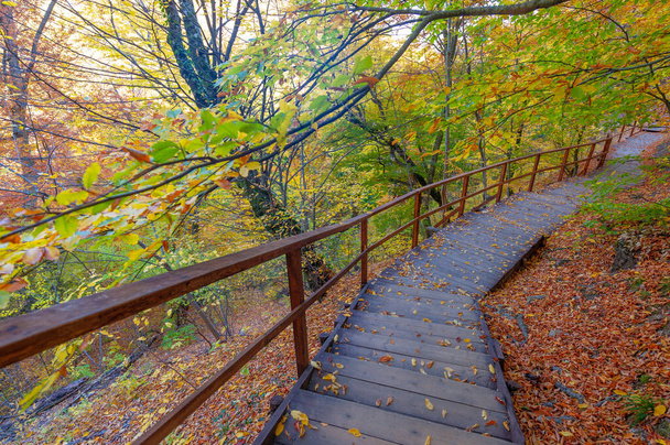 Hiking trail in the autumn beech forest high in the mountains of the Crimean peninsula, recreation for people with physical exertion - Photo, image