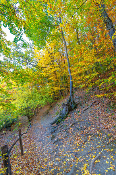 Hiking trail in the autumn beech forest high in the mountains of the Crimean peninsula, recreation for people with physical exertion - Foto, immagini