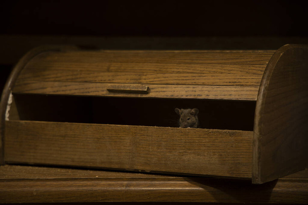 casa cozinha vintage interior escuro iluminação caixa de pão de madeira com mouse dentro pequeno animal retrato suave foco fotografia
 - Foto, Imagem