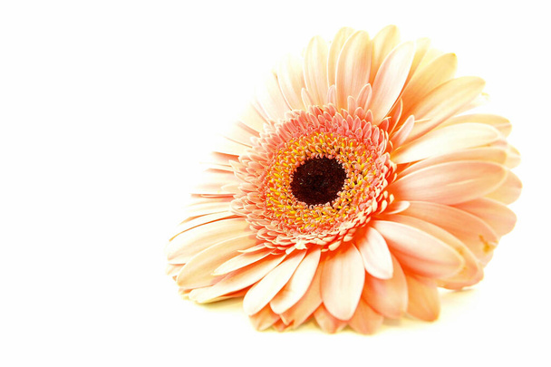 beautiful orange gerbera flower isolated on white - Valokuva, kuva