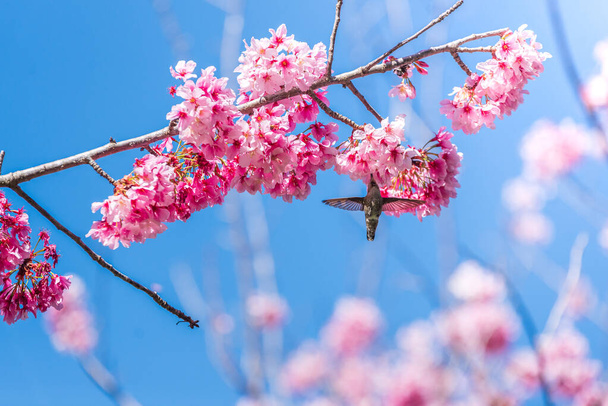 Πετώντας βουητό πουλί τρώει λουλούδι νέκταρ από ένα δέντρο ανθών κερασιάς. - Φωτογραφία, εικόνα