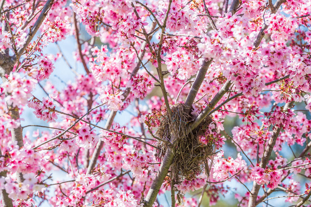 Гнездо карликового дяди в цветущей вишне
 - Фото, изображение