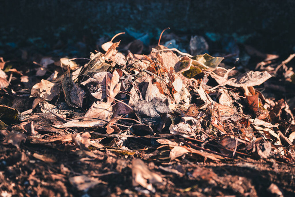 Dry leaves to clean the area on cool spring day - Foto, immagini