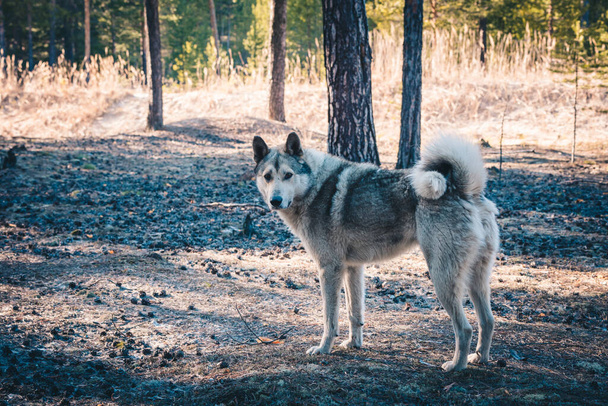 Friendly dog husky hunting in the forest - Foto, afbeelding