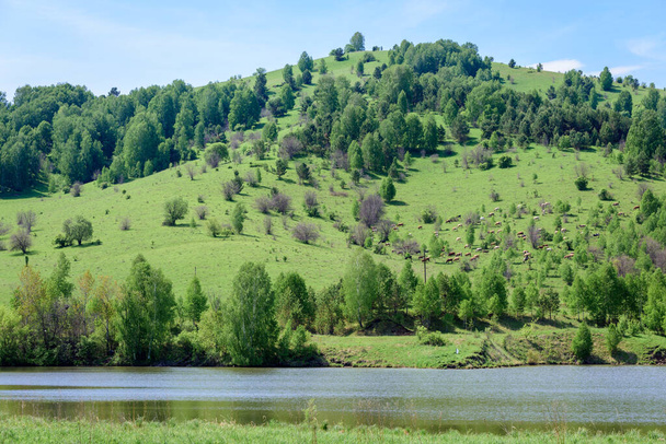 Large herd of spotted cows graze on the green grass in the mountains - Zdjęcie, obraz