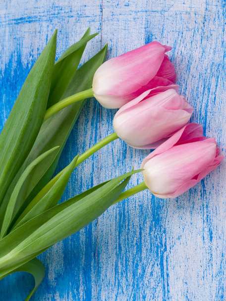 Fiori rosa di primavera per il vostro arredamento floreale o la vostra vacanza biglietto di auguri. Bei tulipani delicati su sfondo di legno blu bianco. Vista dall'alto, piatta
 - Foto, immagini