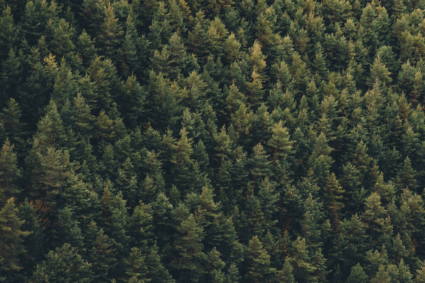 panorámás kilátás fenyőfákra az erdőben  - Fotó, kép